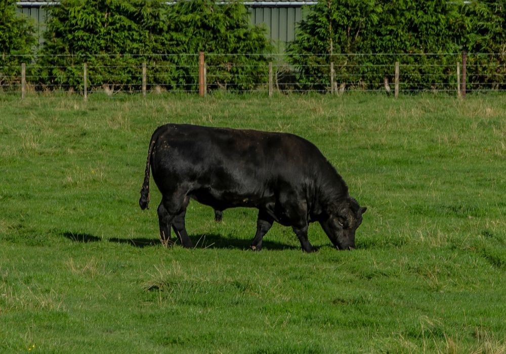 black angus